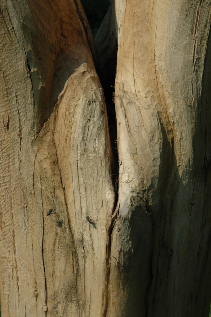 Nature’s Body, 2006, dimensions variable (height 3.5 meters), Apple Wood, Botanic Gardens, Krakow, Poland (detail)